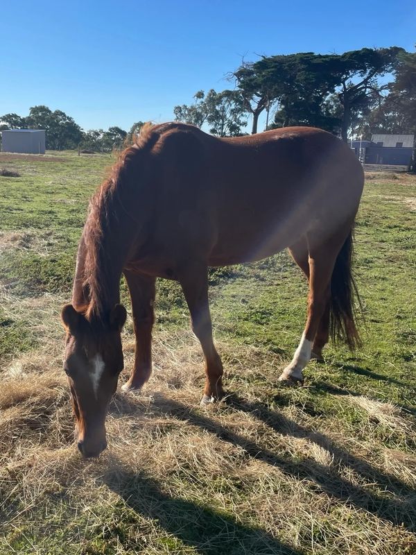 Equine Assisted therapy horse in Little River, near Geelong and Melbourne.