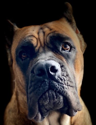 Cane Corso - Muzzle, Forehead, Eyes, Proportion, Movement & Size