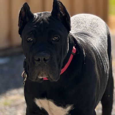 Black dog with a pink collar looking at the camera.