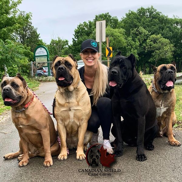 can I own a cane corso in canada?