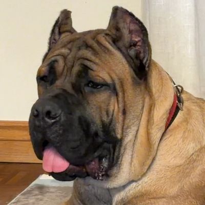 Large dog with wrinkled face and tongue out indoors.