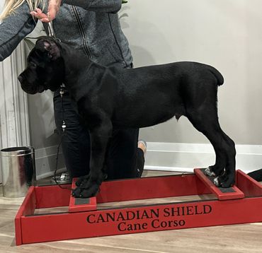Canadian Shield Cane Corso