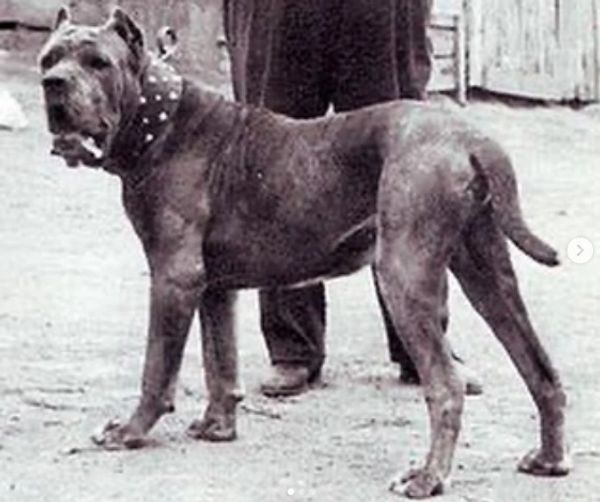 History of the Cane Corso