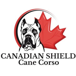 Canadian Shield Cane Corso - Cane Corso, Dog Breeder, Breeder