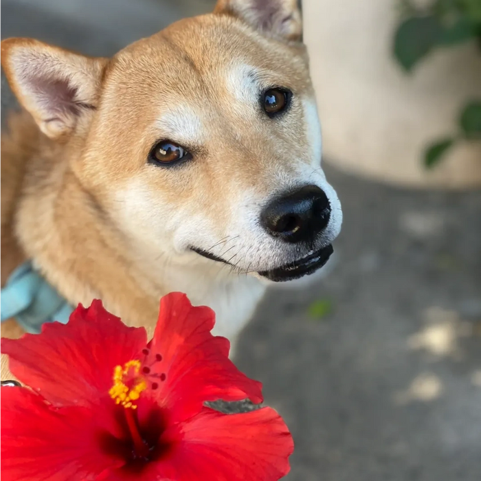 In Home Pet Services PetABoo Pet Services