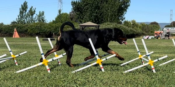 Ivo demonstrating trotting cavalettis.