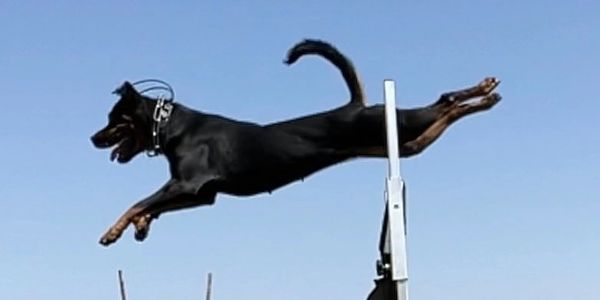Dharma sailing over a hurdle during training