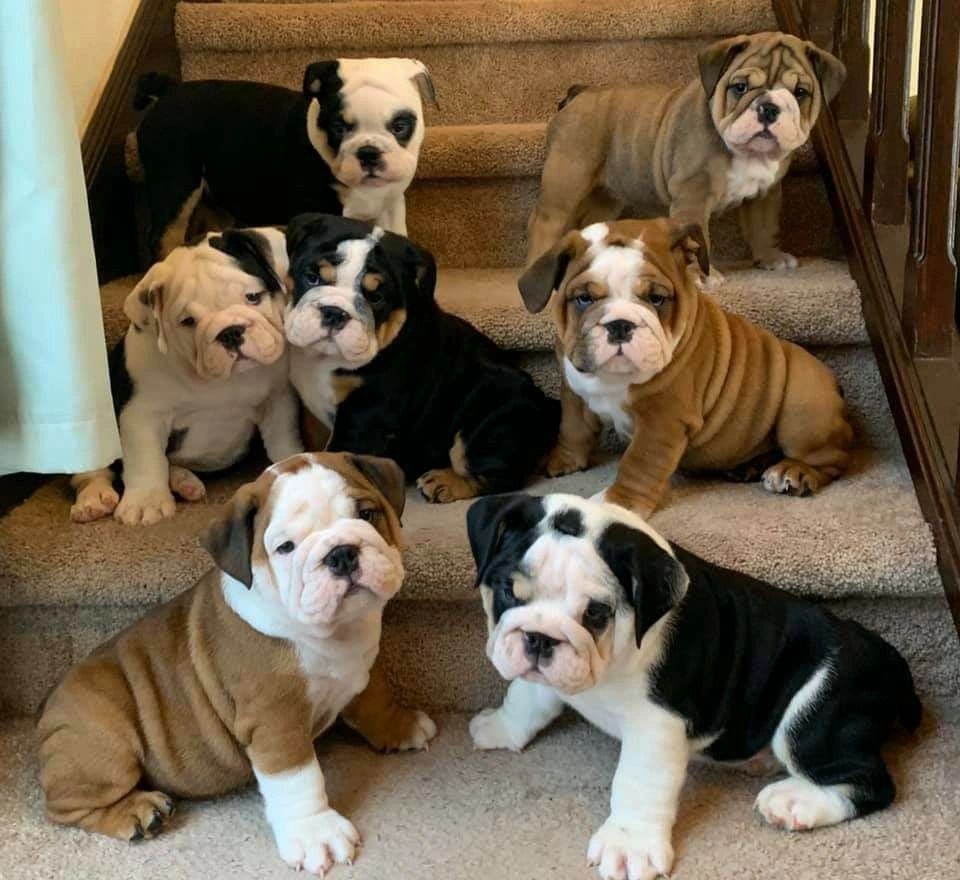 Reputable English Bulldog Puppies - English Bulldog for Sale, English ...