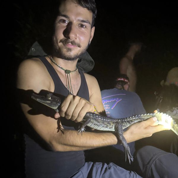 Guy holding small alligator in rainforest 