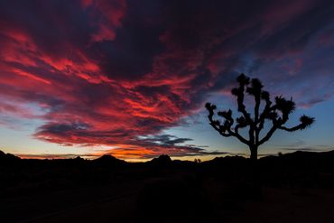 Joshua Tree (Yucca brevifolia), sunrise, clouds, Mojave Desert, Joshua Tree National Park