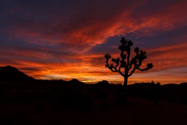 Joshua Tree (Yucca brevifolia), sunrise, orange clouds, silhouette, Joshua Tree National Park