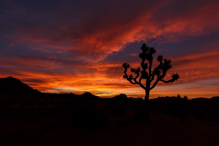 Joshua Tree (Yucca Brevifolia) at Sunrise