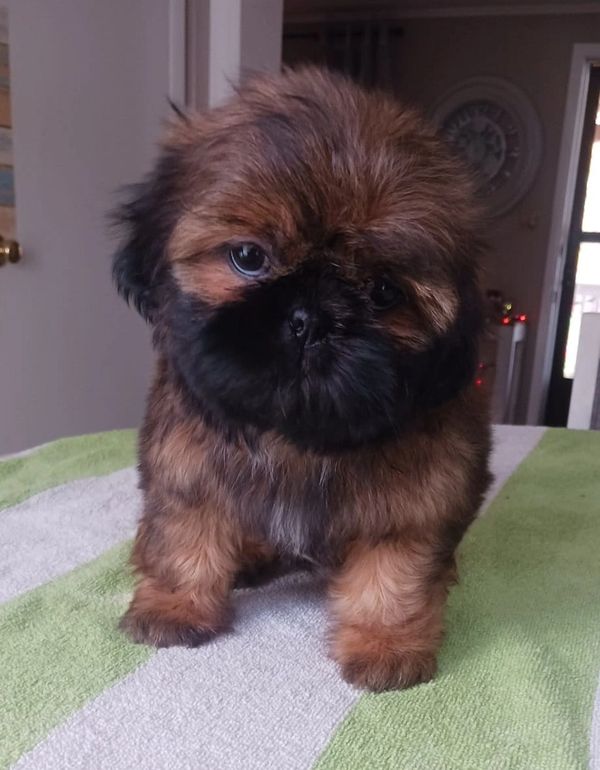 Red with black mask  shih tzu pup