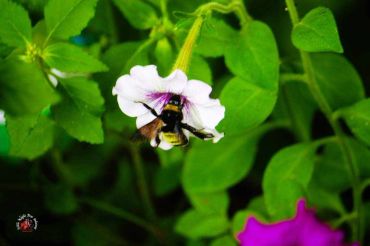 Bumblebee collecting nectar from a flower.
