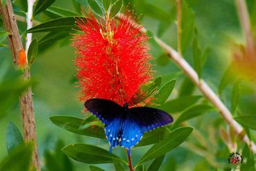 Blue butterfly on a red flower.