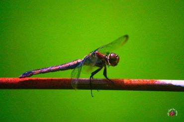 A dragonfly perched on a colorful stick against a green background.