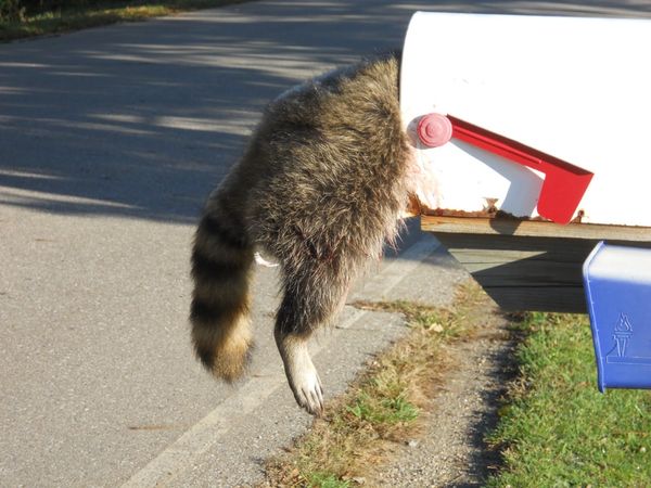 Trash Panda Raccoon Free Shipping