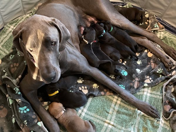 Mother dog nursing her puppies on a blanket.