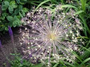 Dhere Flower About