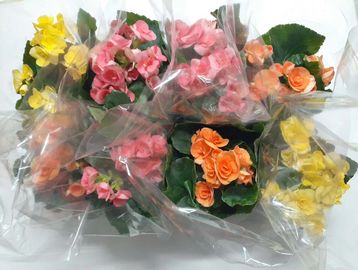Various colorful flowers wrapped in clear plastic.