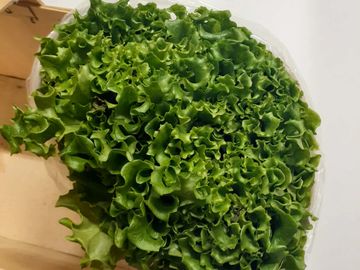 Fresh green lettuce with curly leaves in a wooden container.