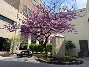 Eastern Redbud