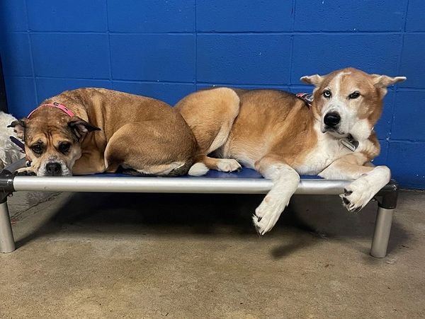 Dogs taking a nap at waggytails dog daycare