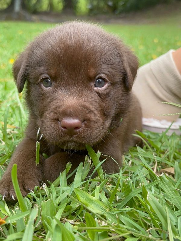 Close-up of an adorable brown puppy lying on green grass.