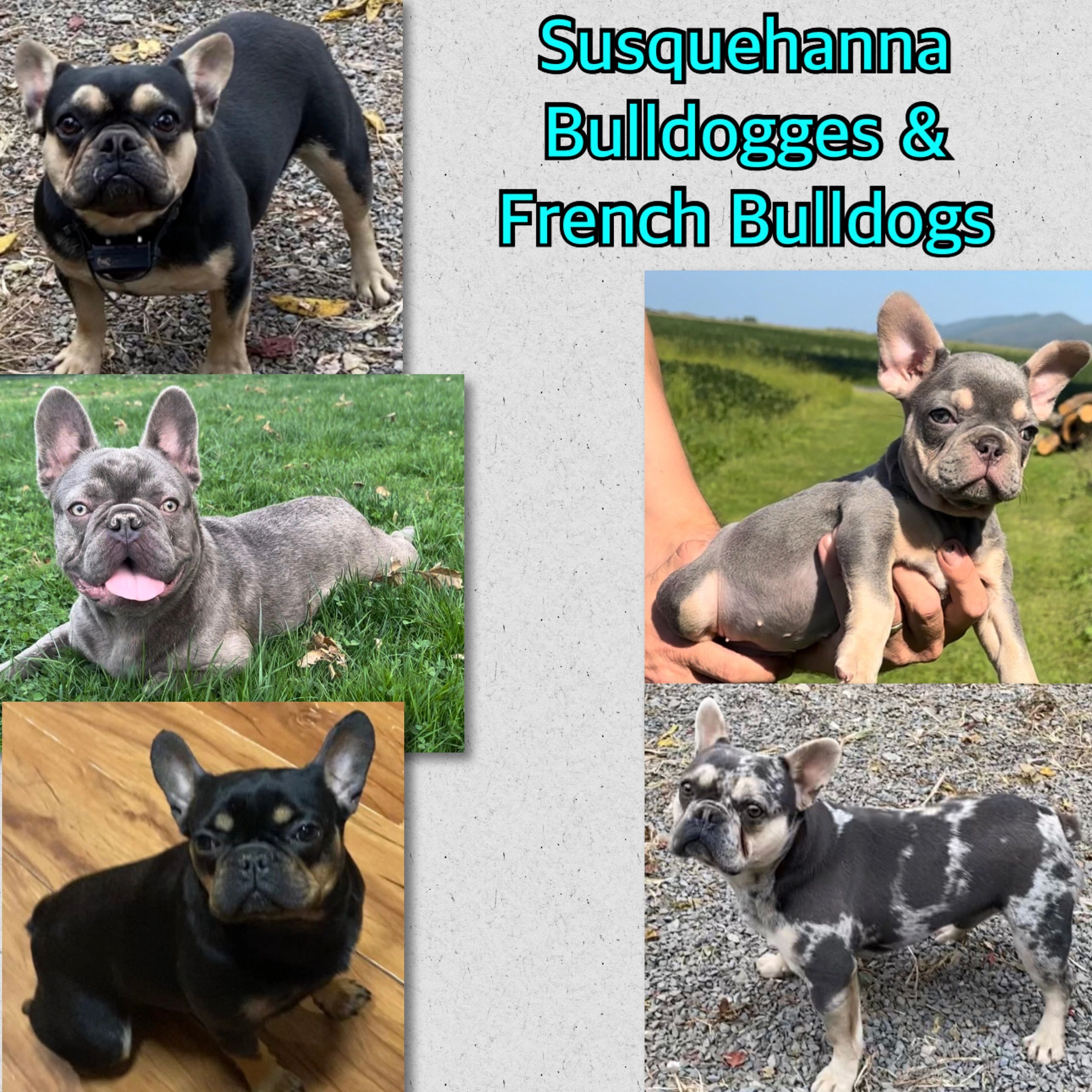 Susquehanna Bulldogges - Olde English Bulldogges, Puppies, Breeder