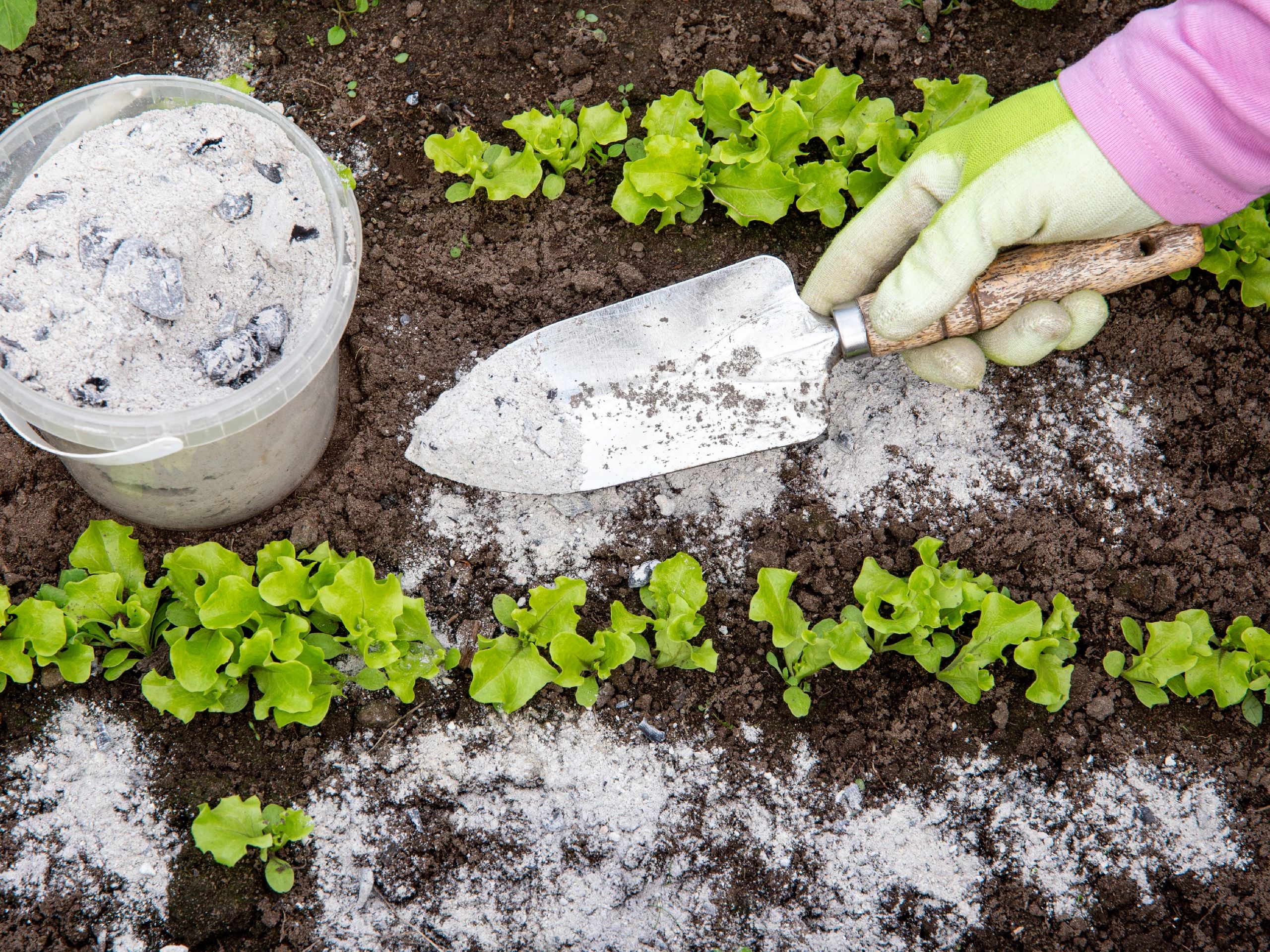 Какие растения можно сыпать золу. Зола для огорода. Зола растений. Какие растения можно сыпать золу. Зола древесная.