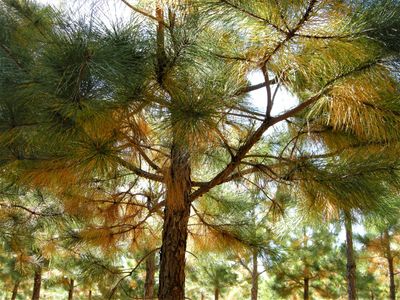 Do pine trees and pine needles make soil more acidic?