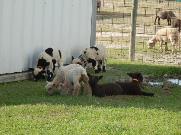 Babydoll Southdown and Harlequin miniature lambs