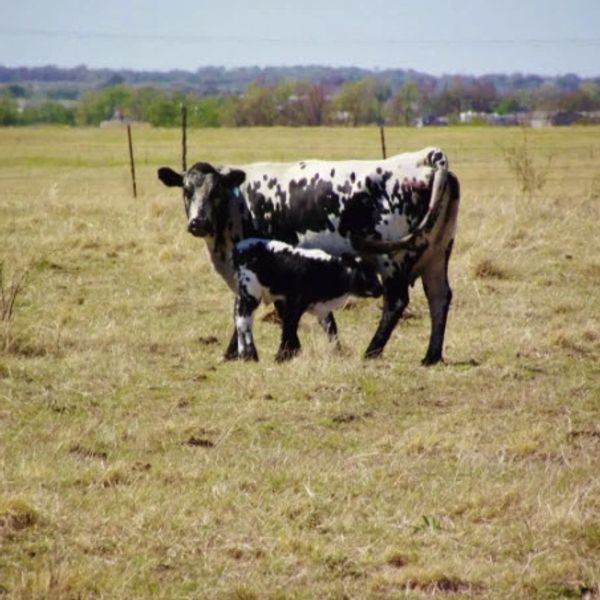 Spotted cow and calf at Lamgo Farms