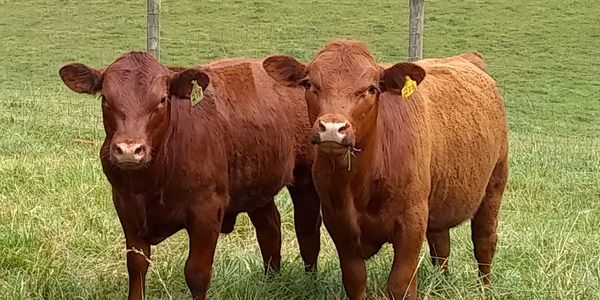 South Poll yearling heifers ready for sale.