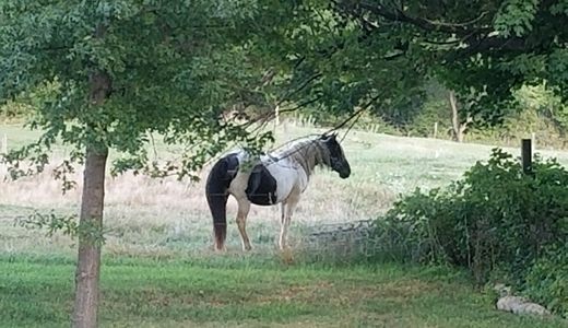 Horse in the pasture behind Warstler Farm