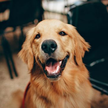 A smiley Golden Retriever dog looks at you | DogVits