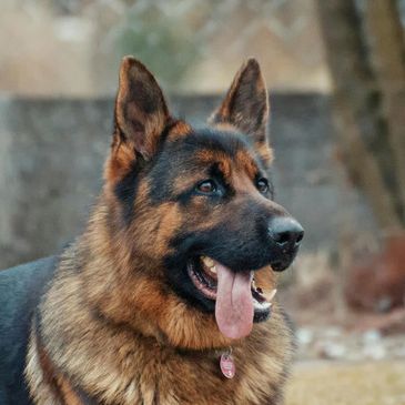 A German Shephard dog sits happily on the ground | DogVits