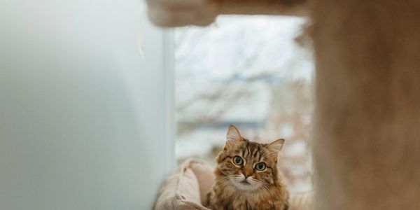 A fluffy tabby cat resting on a beige couch near a window.