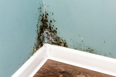 Home Inspector Finding Mold 