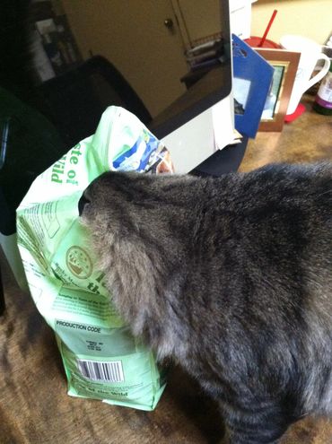 Gray tabby cat sniffing a green bag on a wooden table near a computer.