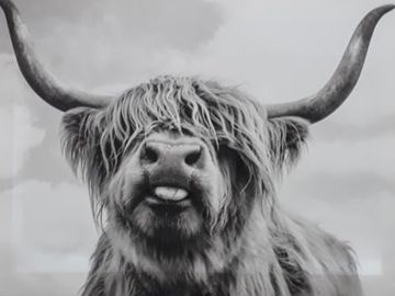 Cheeky Highland Cow Canvas