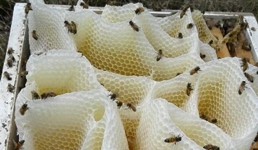 Honey Bee Hive. Pure Money Hive. Ole's Honey.