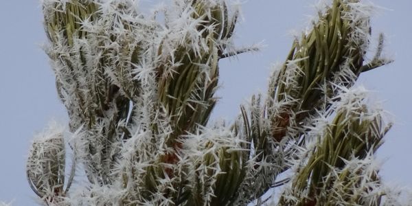 Celia Cortez, daily photography, after the snow storm
