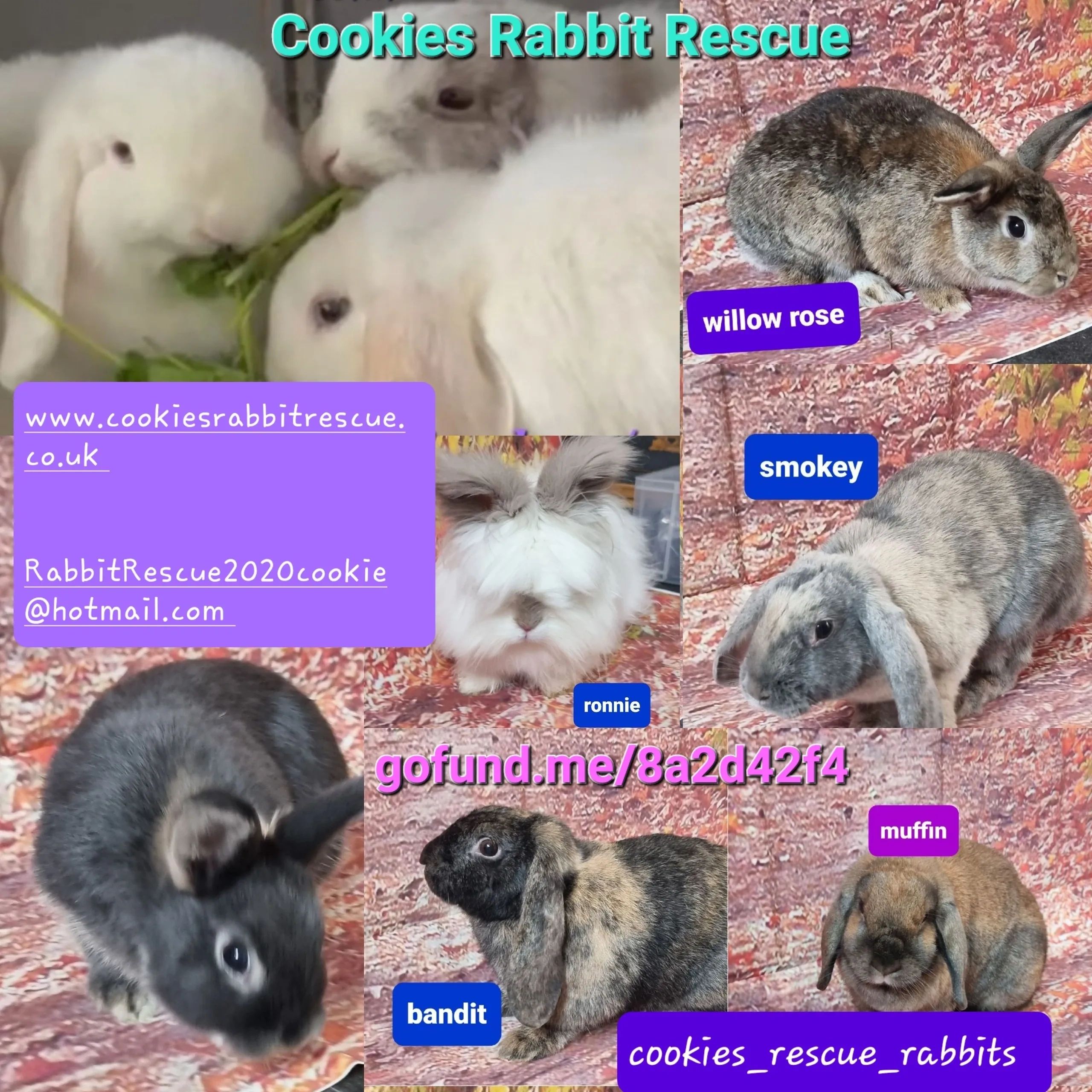 Rabbit rescue hot sale near me