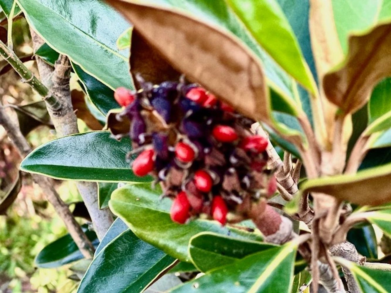 EVERGREEN MAGNOLIA SEED POD WITH RED SEEDS