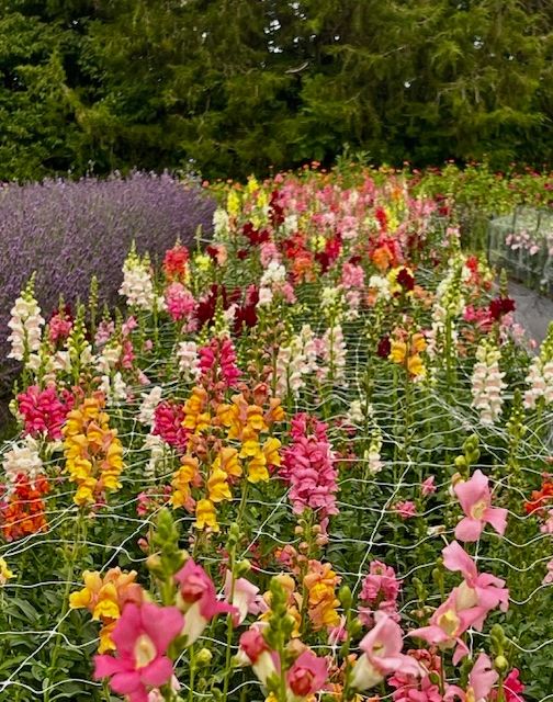 Snapdragon Plugs Chantilly Series Mix