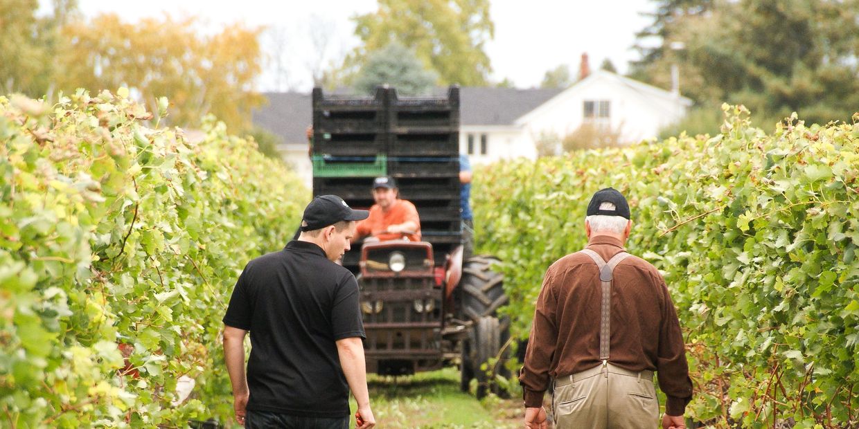 Two men walk through a vineyard with a tractor in the background.