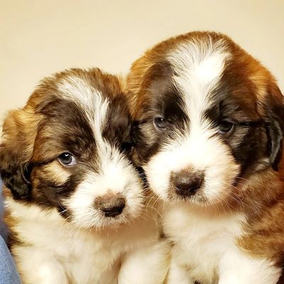 Mini st berdoodle hot sale puppies for sale