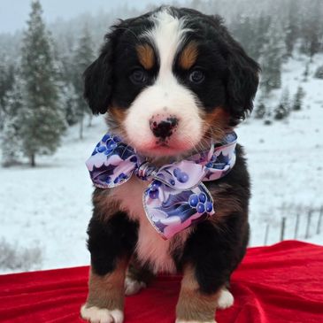 MINI BERNEDOODLES BURNADOODLE SAINT BERNARDOODLE BERNI DOODLE VANCOUVER BC PUPPIES FOR SALE 
