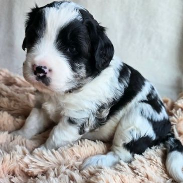 mini bernedoodles for sale vancouver bc micro burnadoodle barnadoodle surrey canada